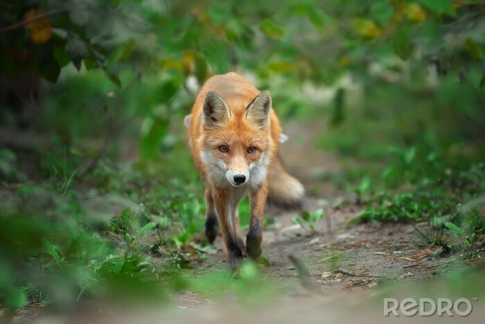 Bild Fuchs in grünen Blättern