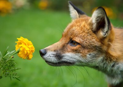Fuchs schnüffelt an Blumen