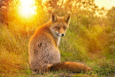 Fuchs und untergehende Sonne