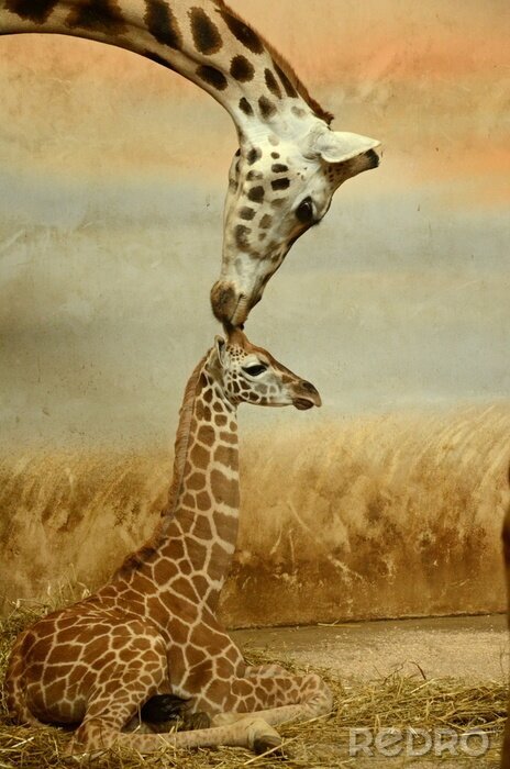 Bild Fürsorgliche Giraffe und Junge