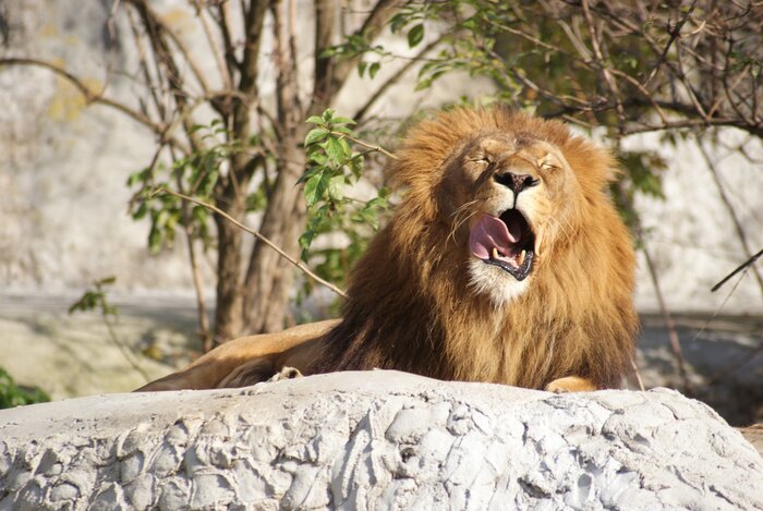 Bild Gähnender Löwe