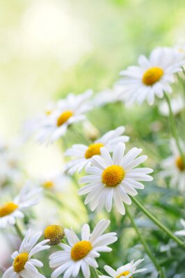 Gänseblümchen am Sommertag