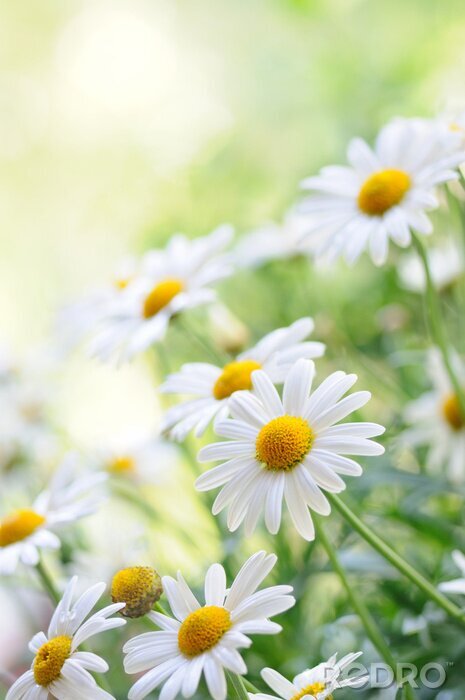 Bild Gänseblümchen am Sommertag