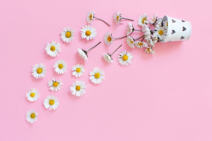 Bild Gänseblümchen auf rosa Hintergrund