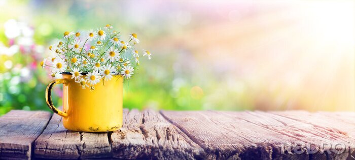 Bild Gänseblümchen in kleinem Topf