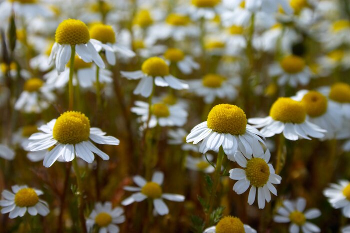 Bild Gänseblümchen inmitten von Feldpflanzen