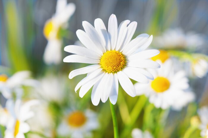Bild Gänseblümchen inmitten von grünem Gras