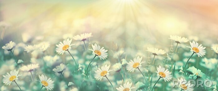 Bild Gänseblümchen und Sonnenstrahlen