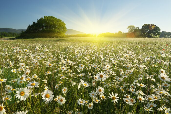Bild Gänseblümchen  Wiese am Sommertag