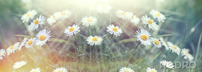 Bild Gänseblümchen Wiese und Gras