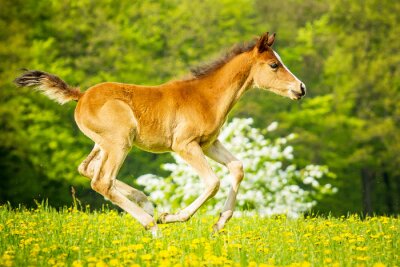 Galoppierendes fohlen inmitten der wiesen