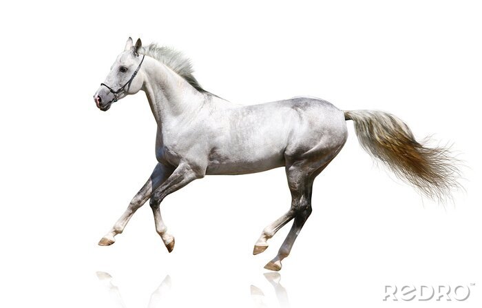 Bild Galoppierendes pferd auf hellem hintergrund