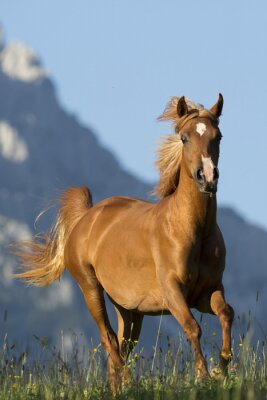Galoppierendes Pferd im Grünen