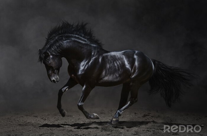 Bild Galoppierendes schwarzes Pferd