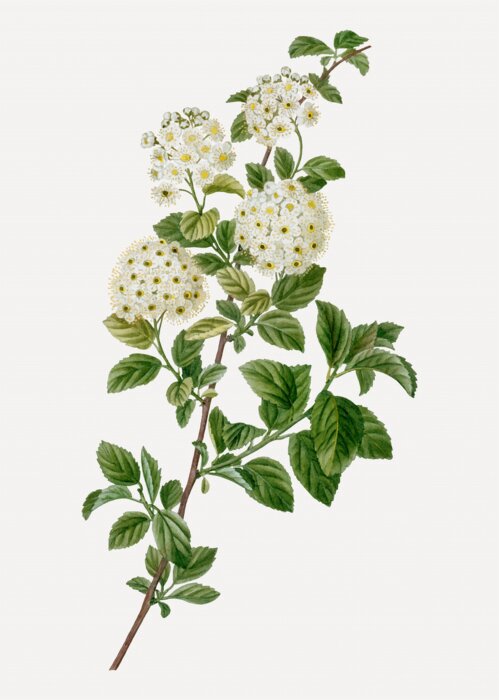 Bild Gamander-Spierstrauch Zweig mit Blüten