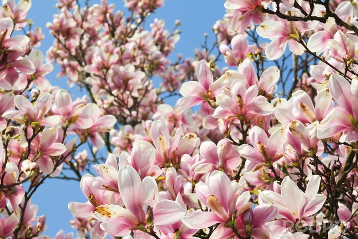 Bild Gartenmagnolie mit Himmel im Hintergrund