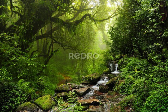 Bild Gebirgsbach im grünen Wald