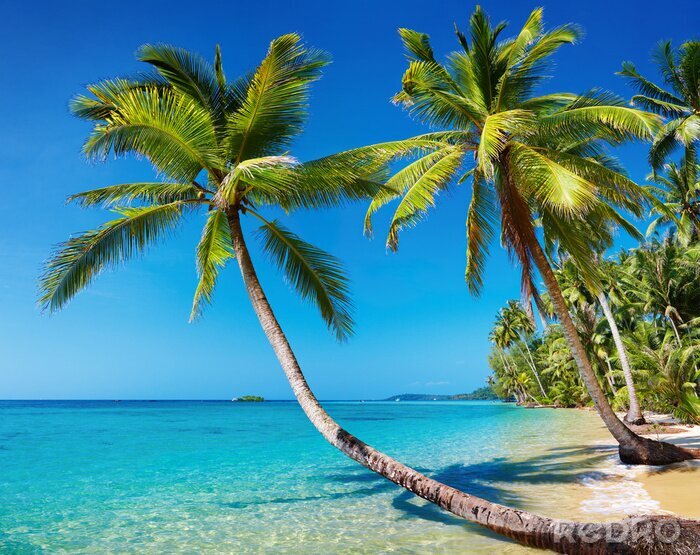 Bild Gebogene Palmen am Meer