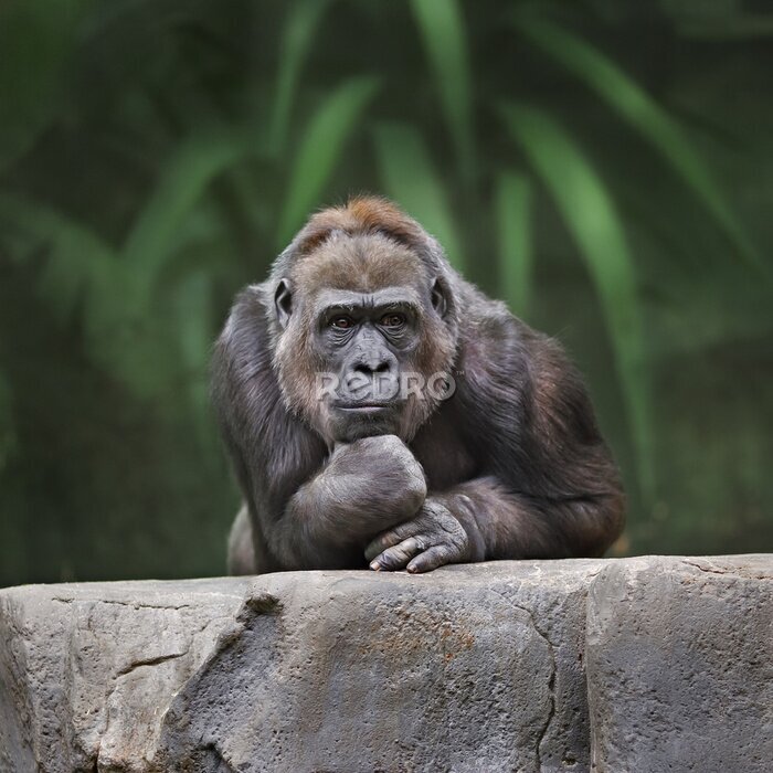 Bild Gedankenverlorener Gorilla vor dem Hintergrund tropischer Pflanzen
