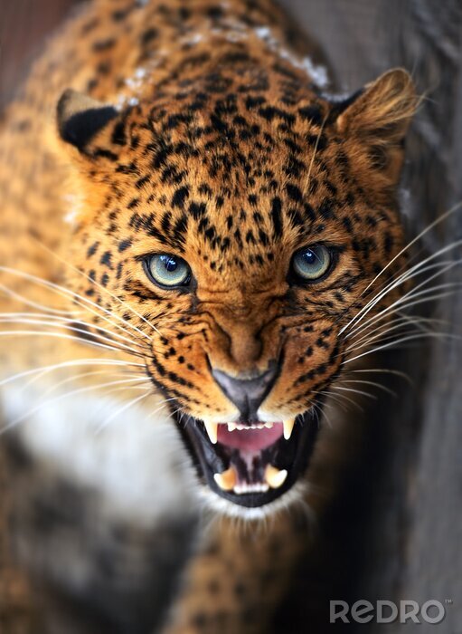 Bild Gefährliches getüpfeltes Tier