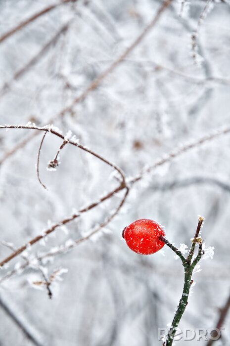 Bild Gefrorene Zweige im Winter