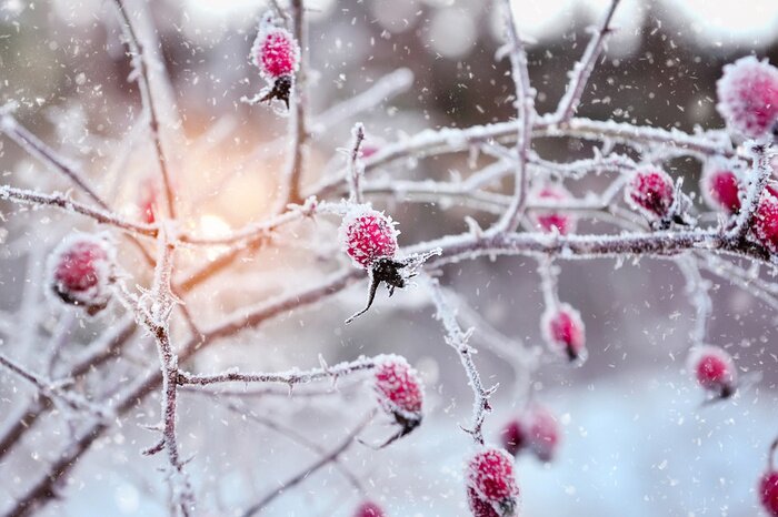 Bild Gefrorener Rosenstrauch