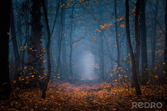 Bild Geheimnisvoller Wald