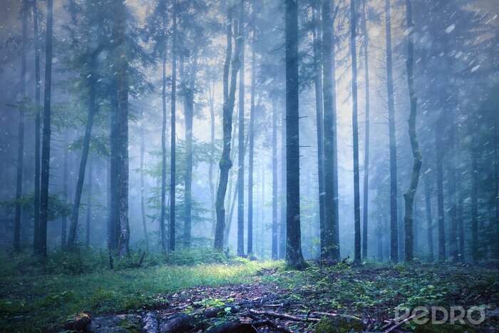 Bild Geheimnisvoller wald