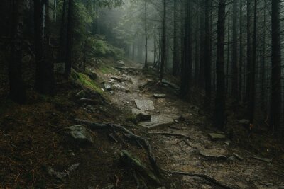 Bild Geheimnisvoller Weg im Wald