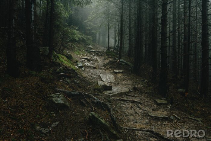 Bild Geheimnisvoller Weg im Wald