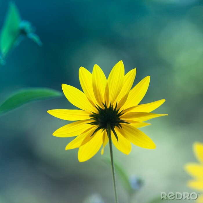 Bild Gelb verschwommene Blume