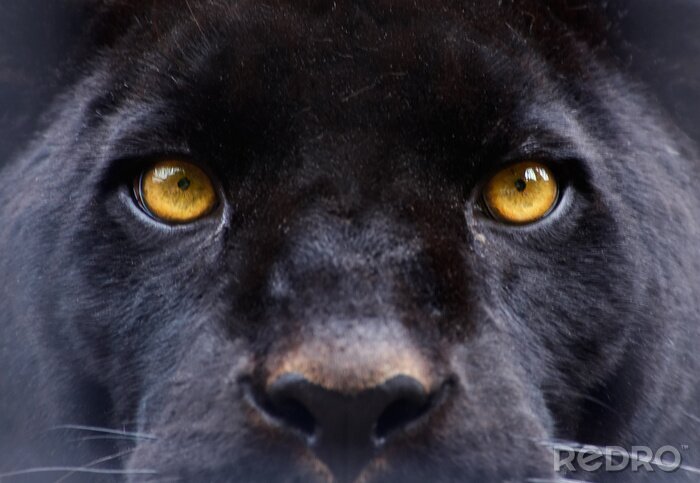 Bild Gelbe Augen des Schwarzen Panthers