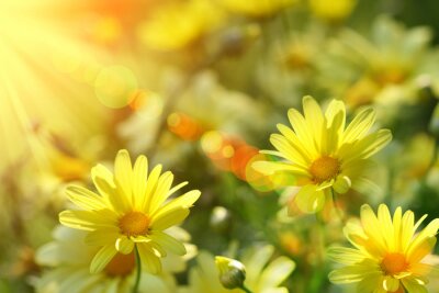 Bild Gelbe Blumen im Sonnenlicht