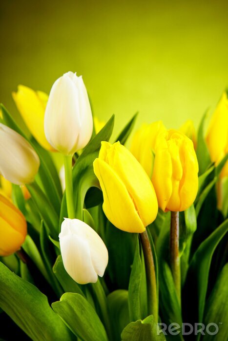 Bild Gelbe Blumen in einem Strauß