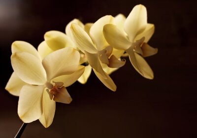 Bild Gelbe Orchidee auf dunklem Hintergrund