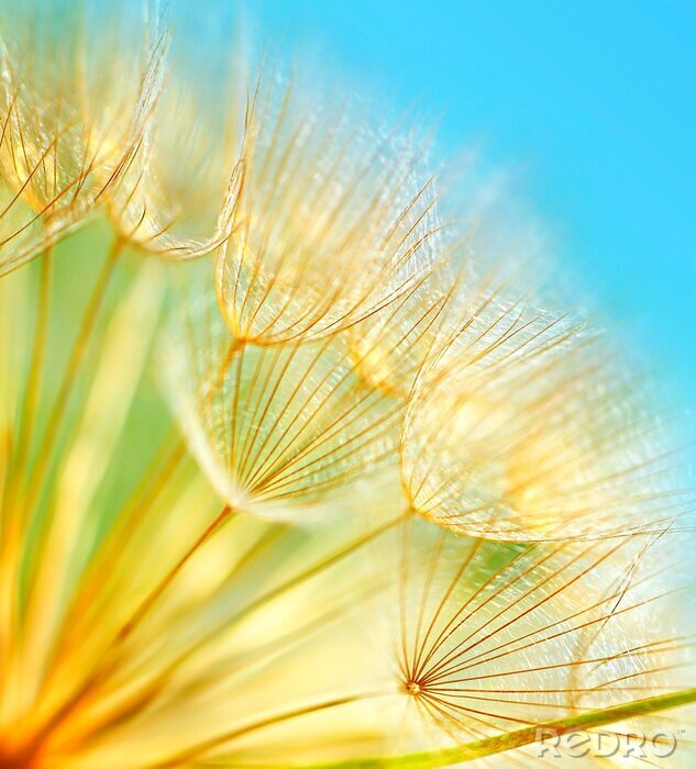 Bild Gelbe Pusteblume und Himmelblau