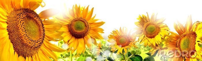Bild Gelbe Sonnenblumen auf dem Feld