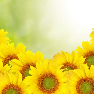 Bild Gelbe Sonnenblumen auf Fotografie