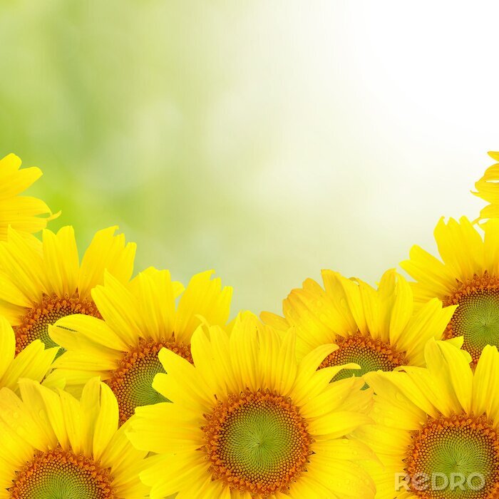 Bild Gelbe Sonnenblumen auf Fotografie