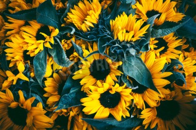 Bild Gelbe Sonnenblumen inmitten des Grüns