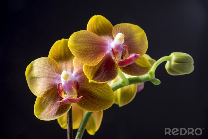 Bild Gelbe tropische Orchidee