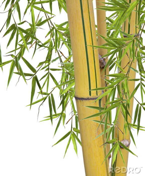 Bild Gelber Bambus mit grünen Blättern