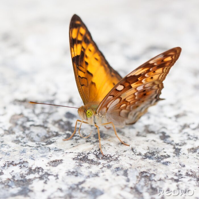Bild Gelber Schmetterling
