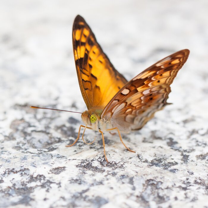 Bild Gelber Schmetterling