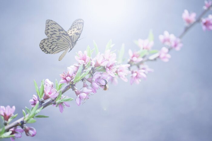 Bild Gelber Schmetterling inmitten von Blumen