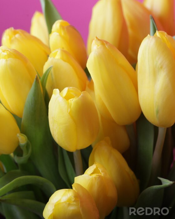Bild Gelber Tulpenstrauß