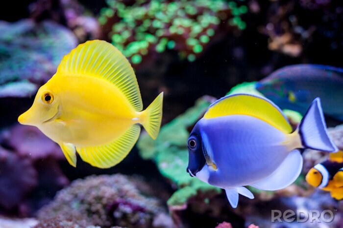 Bild Gelber und blauer Fisch und Korallentier