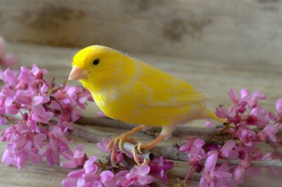 Gelber Vogel und rosa Blumen