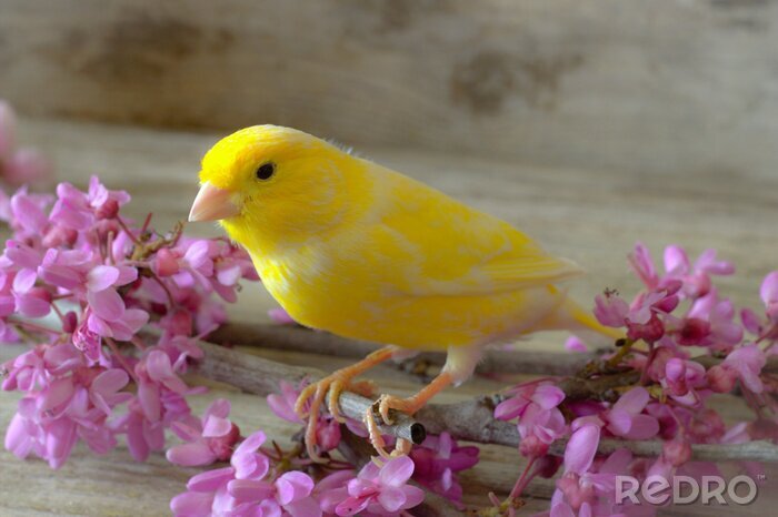 Bild Gelber Vogel und rosa Blumen