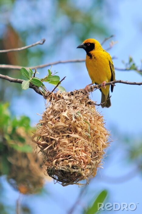 Bild Gelbes fliegendes Tier